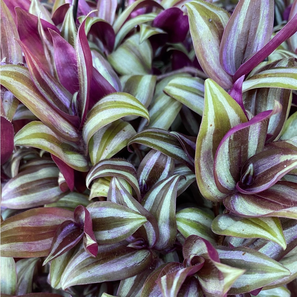 Tradescantia Zebrina Runners: (Dozen)